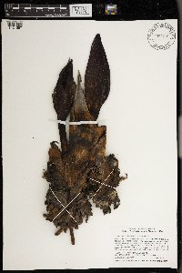 Symplocarpus foetidus image