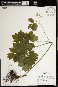 Caulophyllum thalictroides image