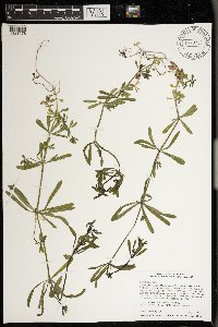 Galium aparine image