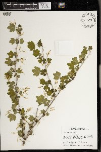 Ribes missouriense image