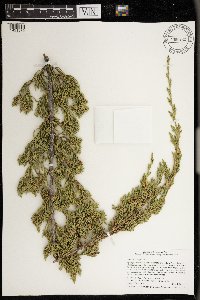 Juniperus virginiana image