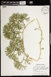 Diphasiastrum digitatum image