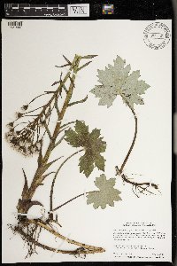 Petasites frigidus image