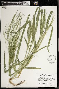Panicum philadelphicum image