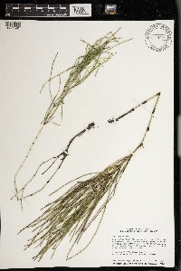 Equisetum arvense image