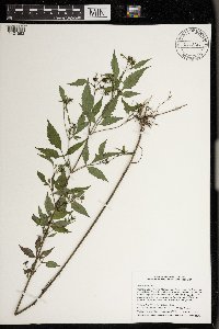 Bidens frondosa image