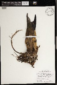 Symplocarpus foetidus image