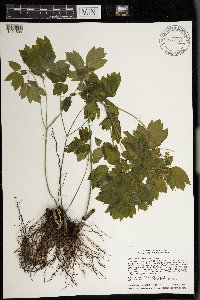 Image Associated With the Occurrence