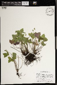 Anemone acutiloba image