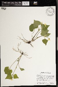 Viola pubescens image