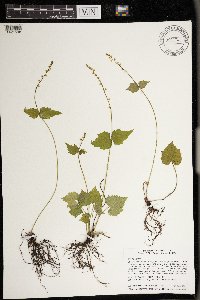 Mitella diphylla image