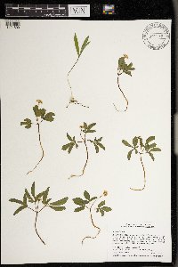 Panax trifolius image