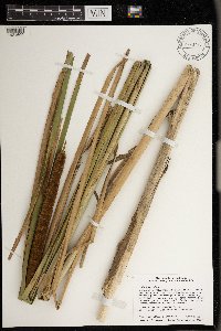 Typha angustifolia image