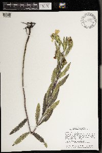 Pedicularis lanceolata image
