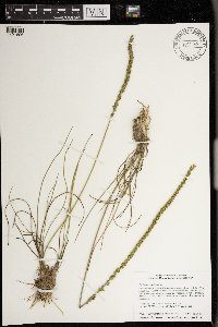 Triglochin maritima image