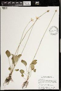 Parnassia glauca image