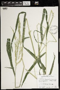Leersia oryzoides image