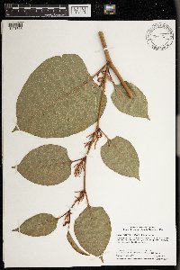 Fallopia japonica image