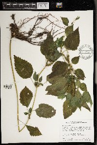 Image Associated With the Occurrence