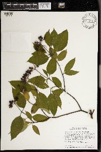 Cornus obliqua image