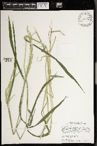 Leersia oryzoides image