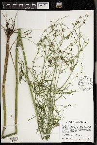 Cicuta bulbifera image