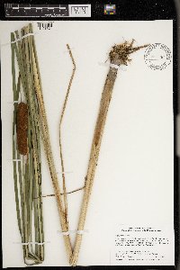 Typha angustifolia image