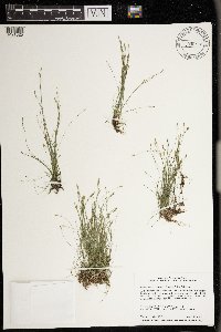 Eleocharis acicularis image