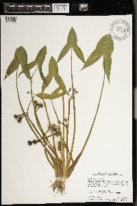 Sagittaria montevidensis image