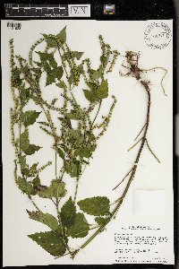 Image Associated With the Occurrence