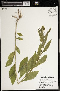 Erechtites hieraciifolius image