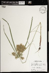 Cyperus odoratus image
