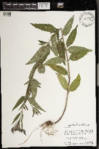 Verbena hastata image