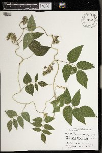 Apios americana image