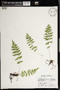 Cystopteris tenuis image