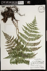 Dryopteris intermedia image