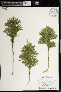 Dendrolycopodium obscurum image