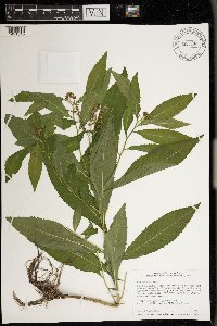 Penthorum sedoides image