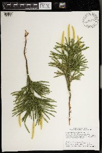 Dendrolycopodium dendroideum image