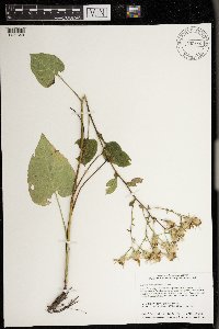 Eurybia macrophylla image