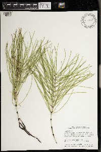 Equisetum arvense image