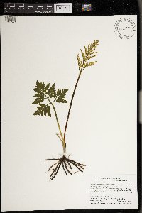 Sceptridium dissectum image