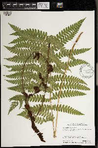 Osmundastrum cinnamomeum image