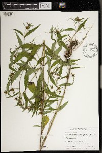 Bidens tripartita image