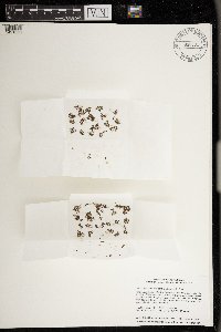 Azolla mexicana image