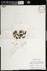 Azolla mexicana image