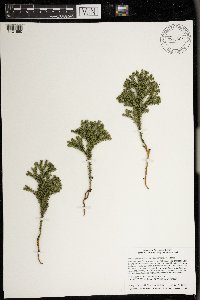 Dendrolycopodium dendroideum image