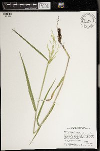 Leersia oryzoides image
