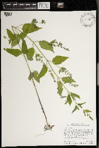 Image Associated With the Occurrence