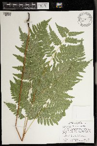 Pteridium aquilinum var. latiusculum image